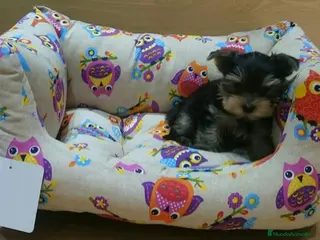 Yorkshire Terrier perros Yorkshire Terrier en Barcelona - Anuncio 38