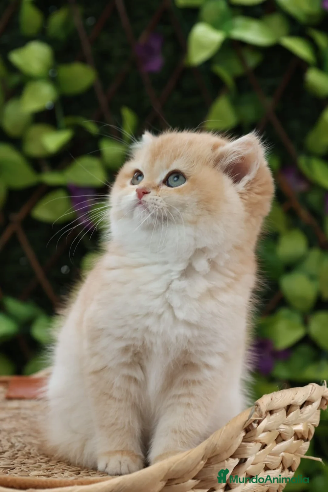 Persa gatos en venta: Hembra Persa Chinchilla - Anuncio 4