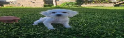 Bichón Maltés perros en venta: Cachorro Bichon Maltes  - Anuncio 1