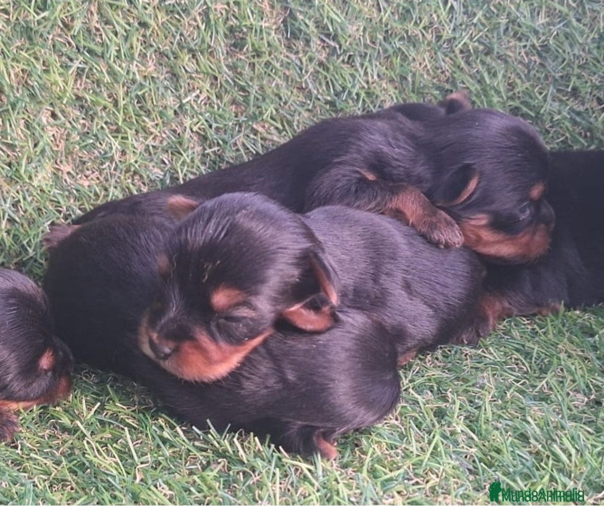 Yorkshire Terrier perros Machos y hembras de Yorkshire toy - Anuncio 1