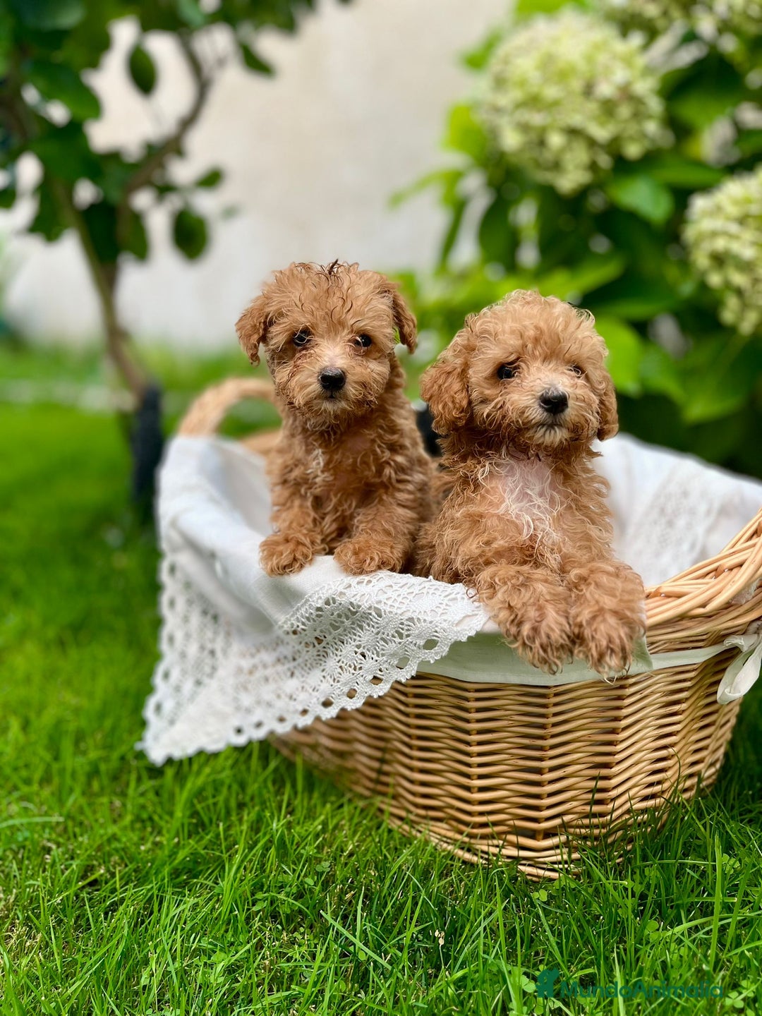 Caniche Toy perros en venta: Caniche toy - Anuncio 2