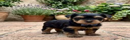 Yorkshire Terrier perros en venta: Yorkshire  - Anuncio 2