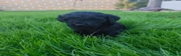 Perro de Agua Español perros en venta: PDA 🖤🖤 en Asturias - Anuncio 16