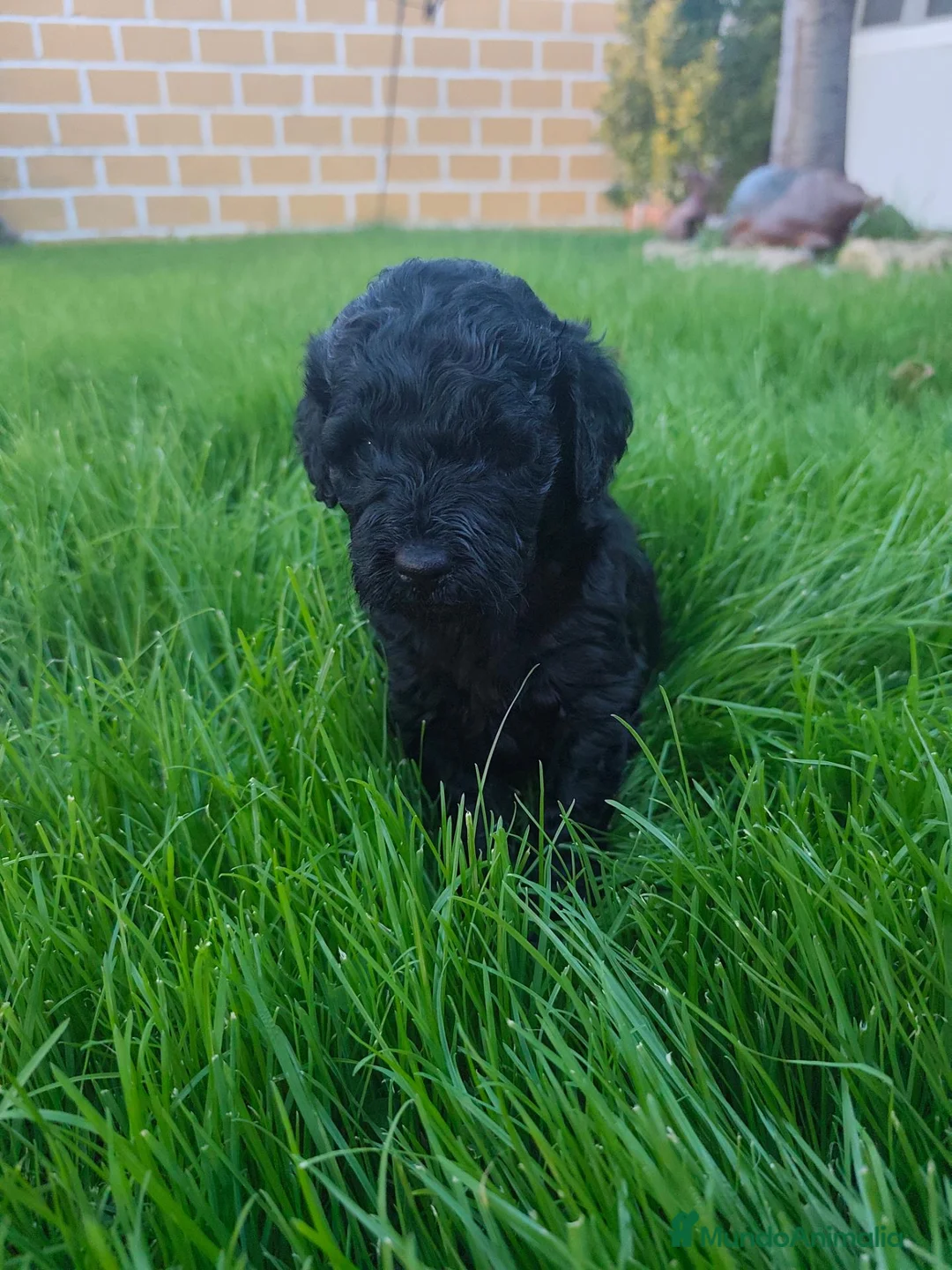 Perro de Agua Español perros en venta: PDA 🖤🖤 en Asturias - Anuncio 16