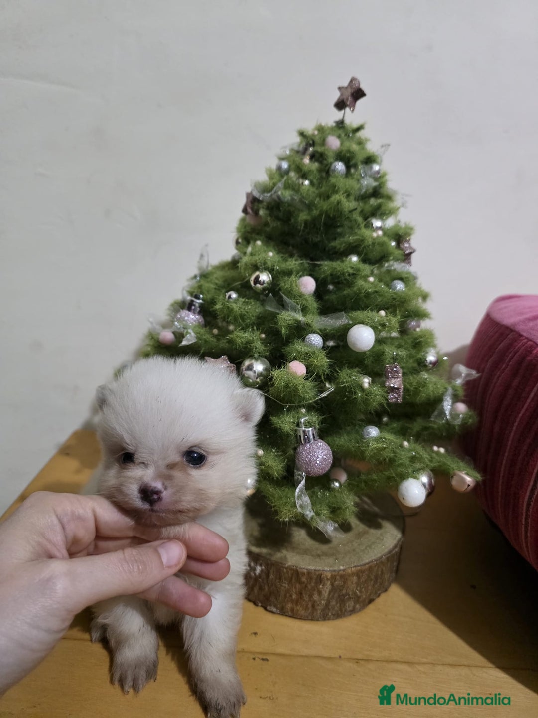 Pomerania perros en venta: Cachorritos pomeranian - Anuncio 3