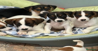 Jack Russell Terrier perros - Anuncio 4