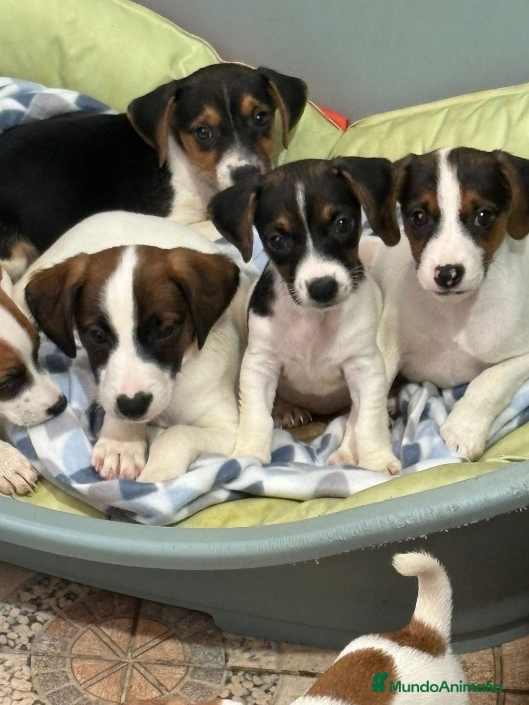 Jack Russell Terrier perros en venta: Jack Russell  - Imagen 2
