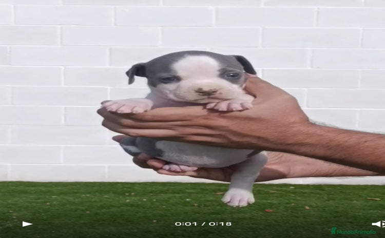 American Staffordshire-Terrier perros Pedigree American Staffordshire terrier  - Anuncio 8