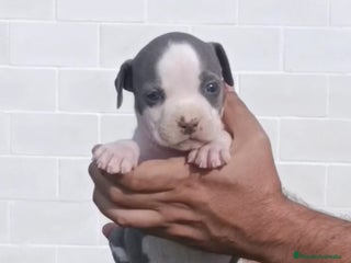 American Staffordshire-Terrier perros Pedigree American Staffordshire terrier - Anuncio 5