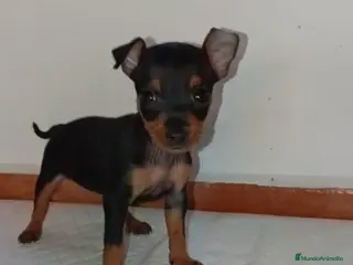 Pinscher Miniatura perros Camada de Mini Pinscher - Anuncio 2