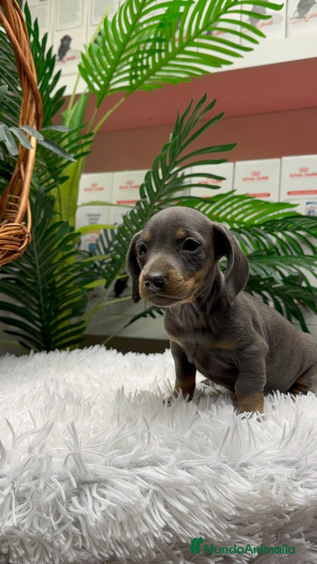 Teckel Miniatura perros en venta: TECKEL BLUE AND TAN - Anuncio 1