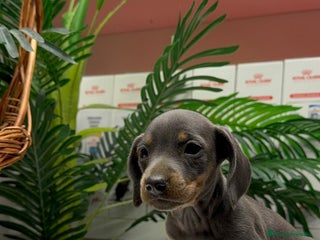 Teckel Miniatura perros TECKEL BLUE AND TAN - Anuncio 29