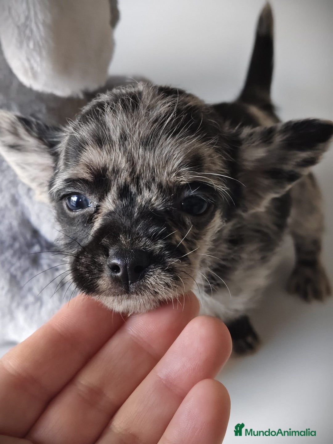 Chihuahua perros en venta: Chihuahua macho merle Toy  - Anuncio 2