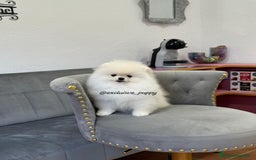 Pomerania perros en venta: 🥇 Auténtica Lulu de Pomerania  - Imagen 4