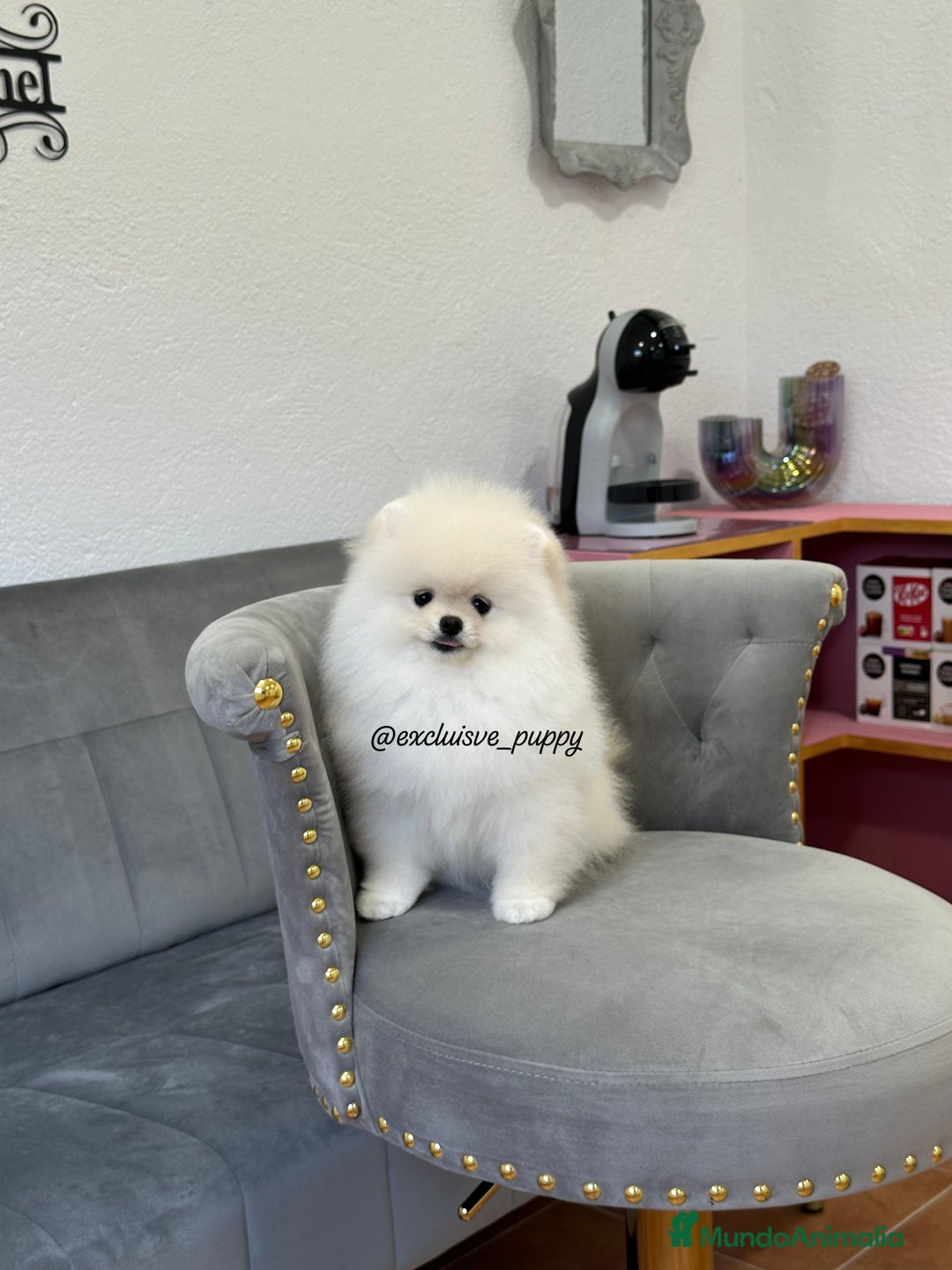 Pomerania perros en venta: 🥇 Auténtica Lulu de Pomerania  - Imagen 4