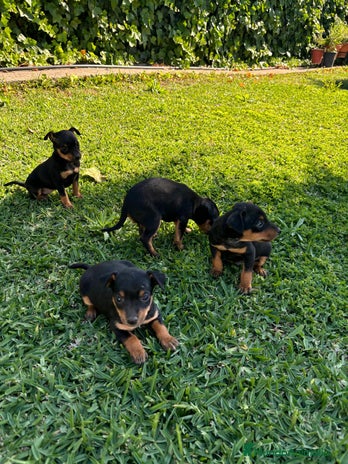 Pinscher Miniatura perros - Anuncio 3