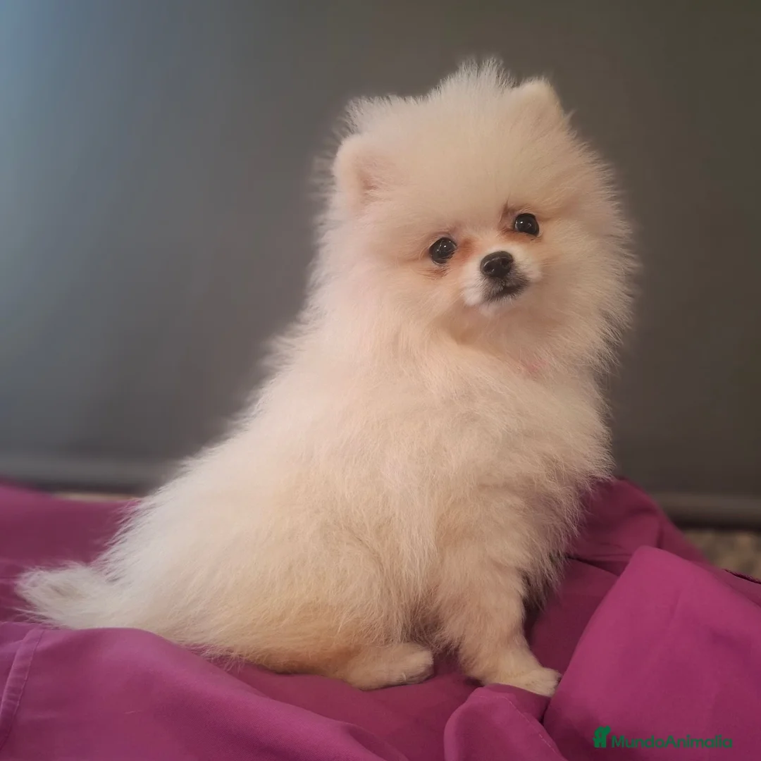 Pomerania perros en venta: POMERANIA - Anuncio 8