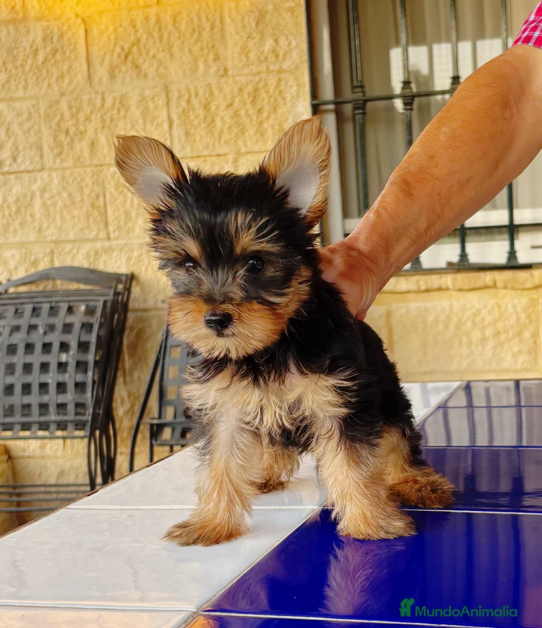 Yorkshire Terrier perros en venta: York Shire Toy  - Anuncio 2