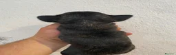 Bulldog Francés perros en venta: Bulldog francés  en Sevilla - Anuncio 7