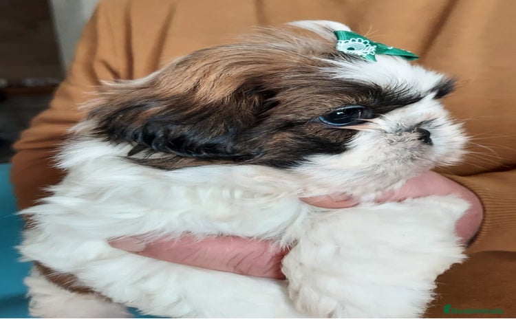 Shih Tzu perros - Propaganda 1