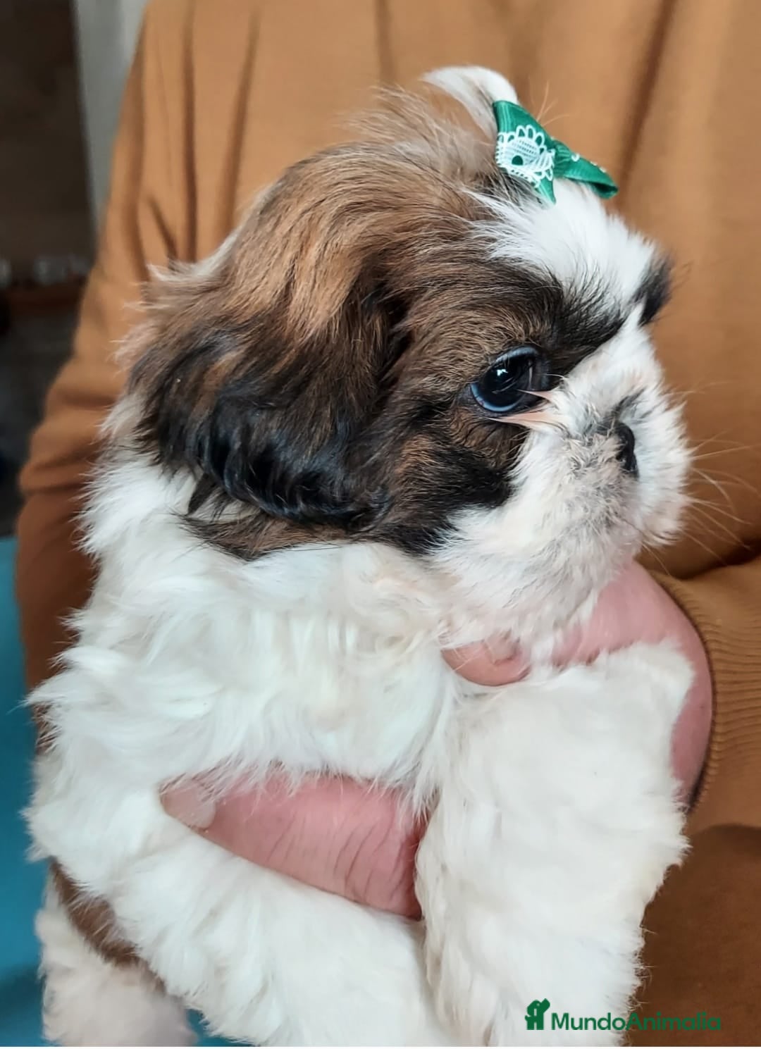 Shih Tzu perros en venta: Shih tzu - Imagen 1