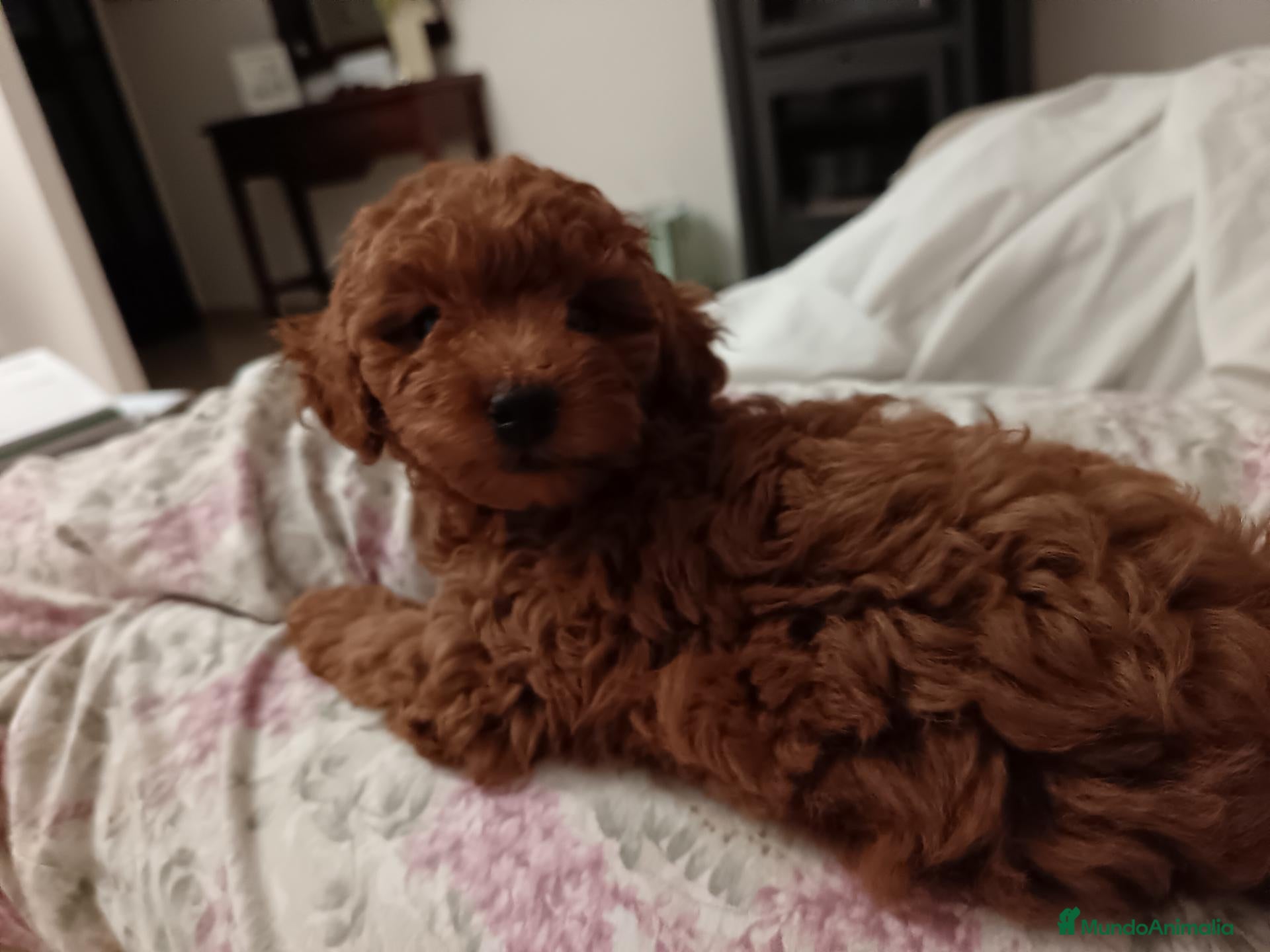 Caniche Toy perros Caniche toy  - Anuncio 1