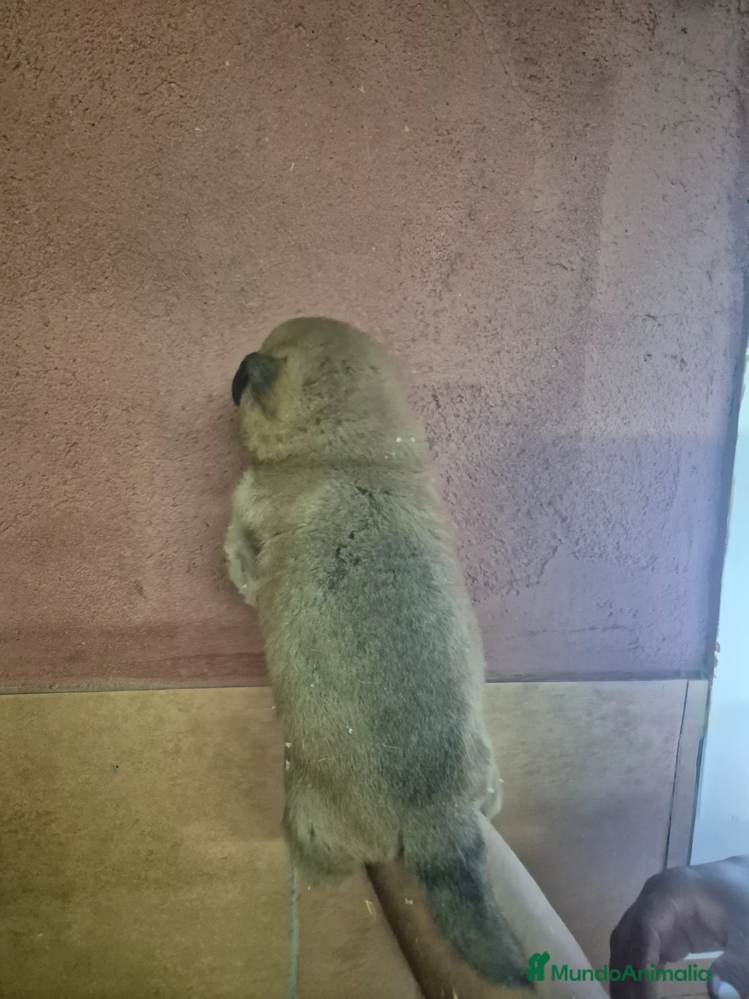 Shiba Inu perros en venta: Shiba Inu en Girona - Anuncio 5