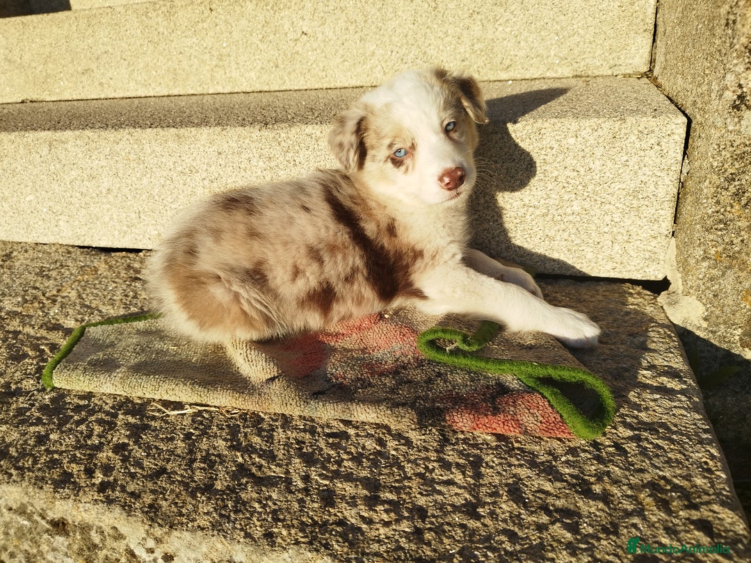 Border Collie perros en venta: Se vende border collie  - Imagen 7