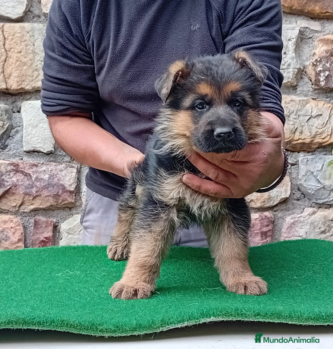 Pastor Alemán perros en venta: Pastores alemanes de CARMARGUT  - Anuncio 2