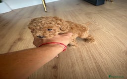 Raza Mixta perros en venta: caniche  - Imagen 3