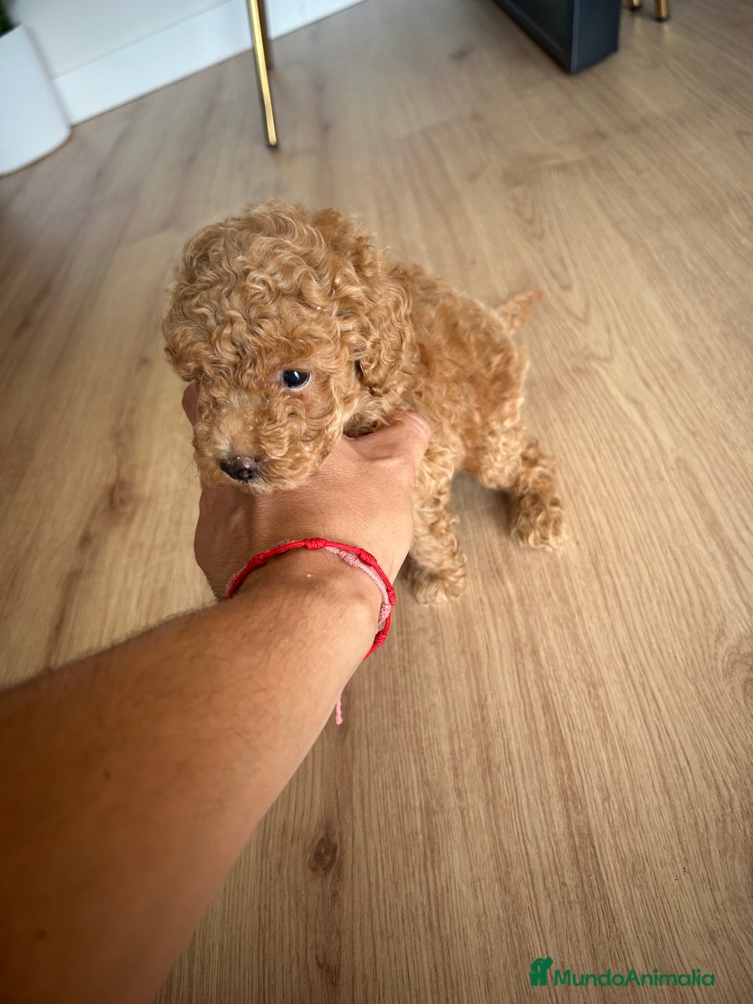 Raza Mixta perros en venta: caniche  - Imagen 3