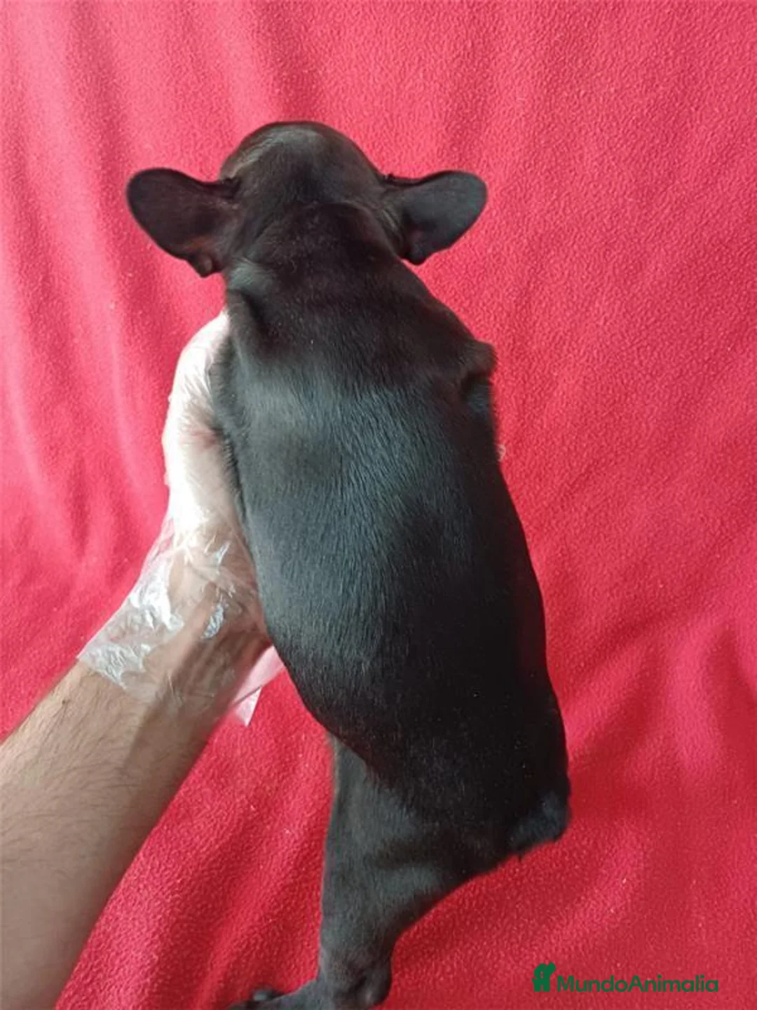 Bulldog Francés perros en venta: Bulldog Francés  - Anuncio 3