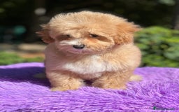 Maltipoo perros en venta: Maltipoo hembra  - Imagen 4