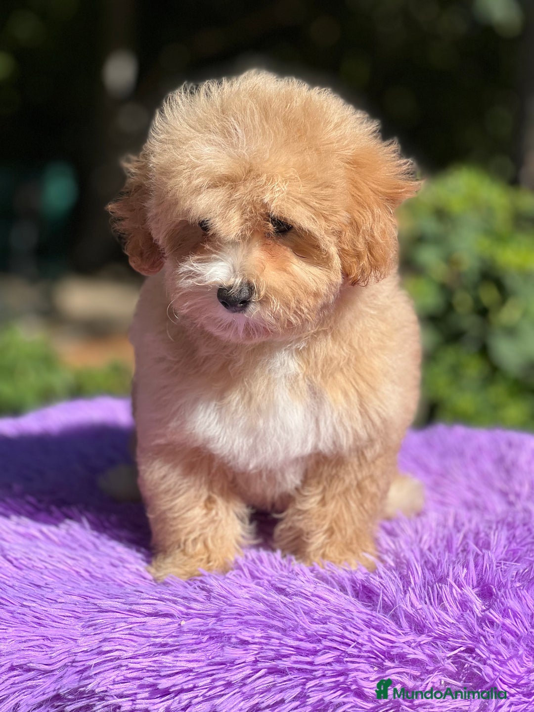 Maltipoo perros en venta: Maltipoo hembra  - Imagen 4