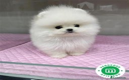 Pomerania perros en venta: Pomerania lulu Toy blanco macho línea rusa chato  - Imagen 3