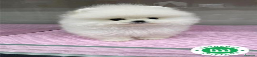 Pomerania Cachorro 1