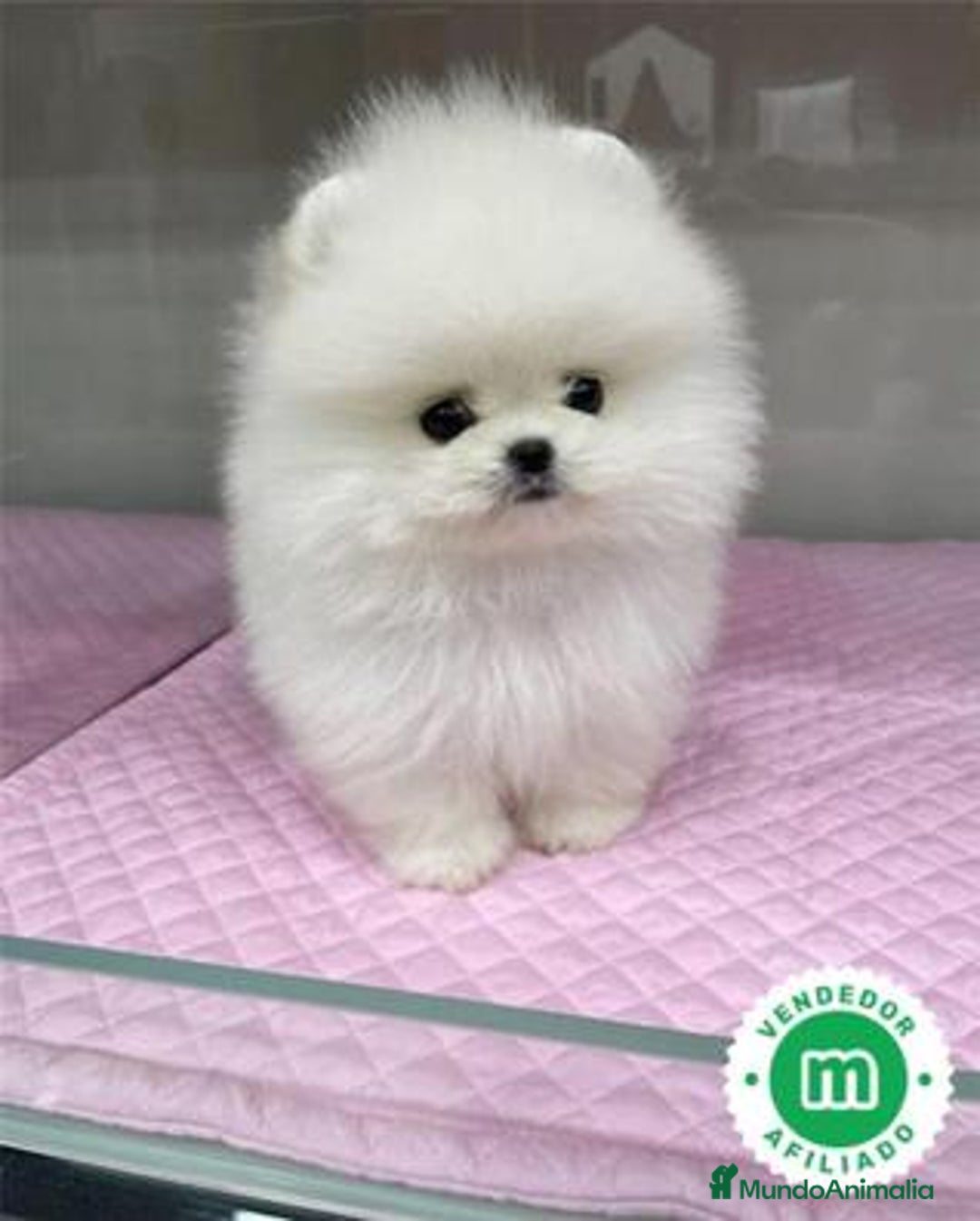 Pomerania perros en venta: Pomerania lulu Toy blanco macho línea rusa chato  - Imagen 3
