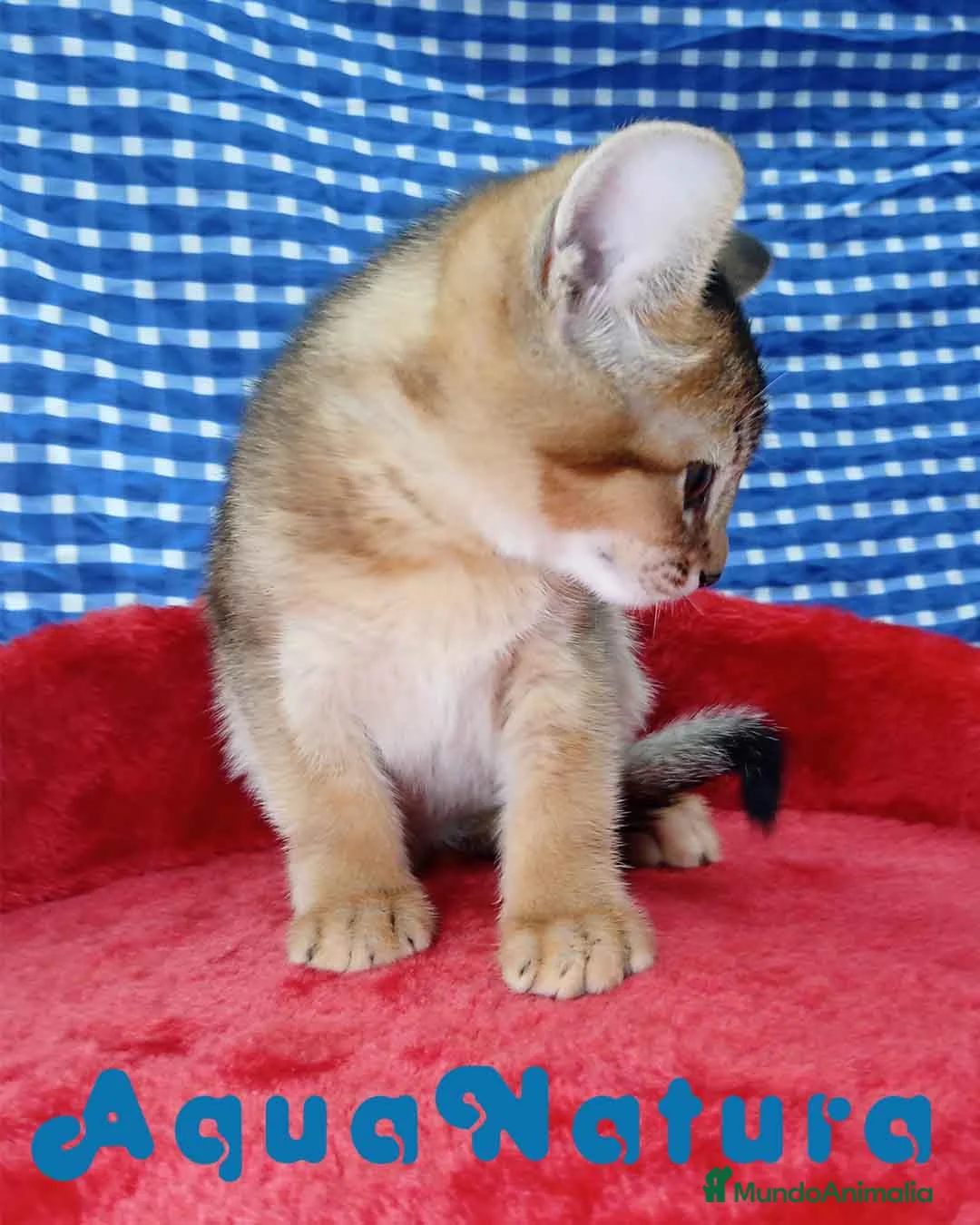 Abisinio gatos en venta: Abisinio Hembra de Mia 4175 - AQUANATURA en Barcelona - Anuncio 3