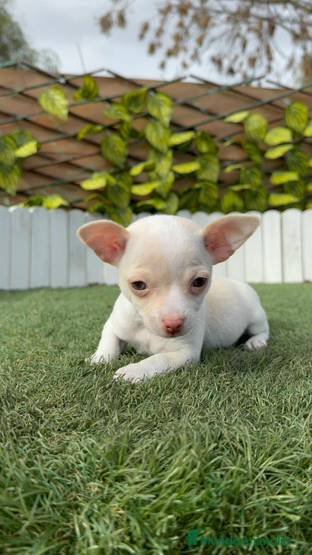 Chihuahua perros en venta: CHIHUAHUA MACHO - Anuncio 4