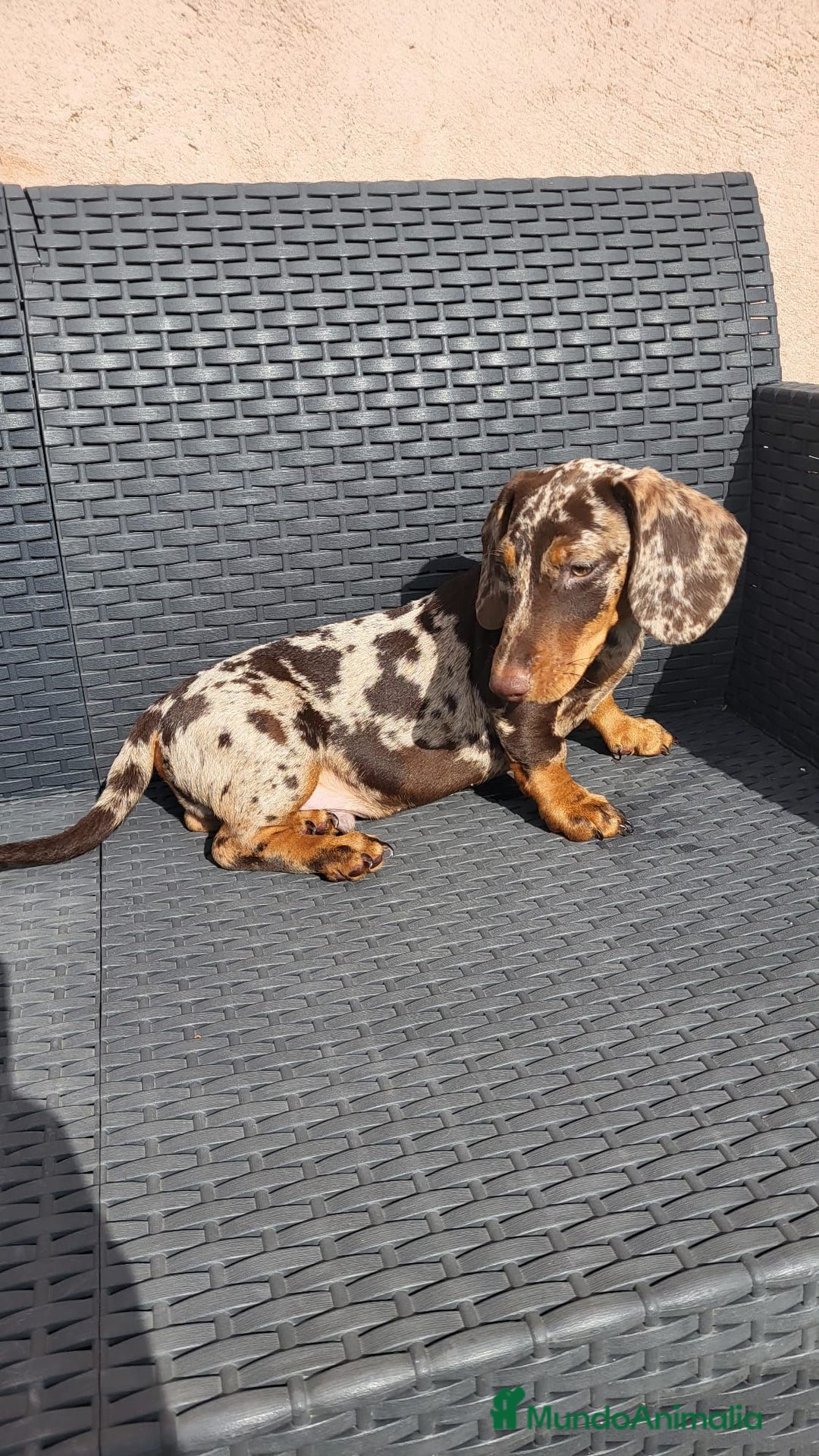 Teckel perros en venta: Teckel merle chocolate  - Imagen 1