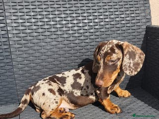 Teckel perros Teckel merle chocolate - Anuncio 27