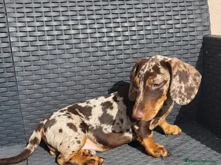 Teckel perros Teckel merle chocolate - Anuncio 9