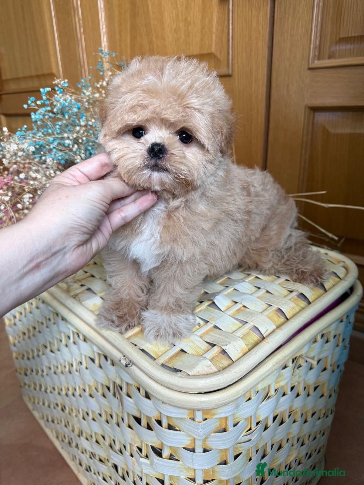 Maltipoo perros Maltipoo asiático !!!!! - Anuncio 2