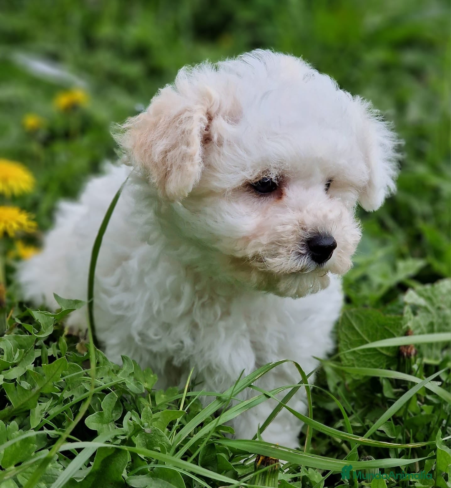 Bichón Frisé perros Bichon Frise - Anuncio 1