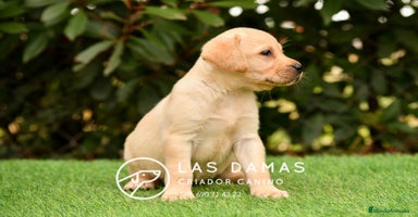 Labrador Retriever perros - Anuncio 6