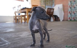 Pequeño Lebrel Italiano perros en venta: 🐾 Sirius y Selena – Galgos italianos blue 🐾 - Imagen 11