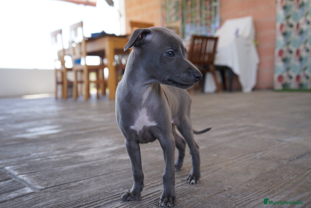 Pequeño Lebrel Italiano perros en venta: 🐾 Sirius y Selena – Galgos italianos blue 🐾 - Imagen 11