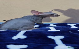 Sphynx gatos en venta: machito tabby  - Imagen 8