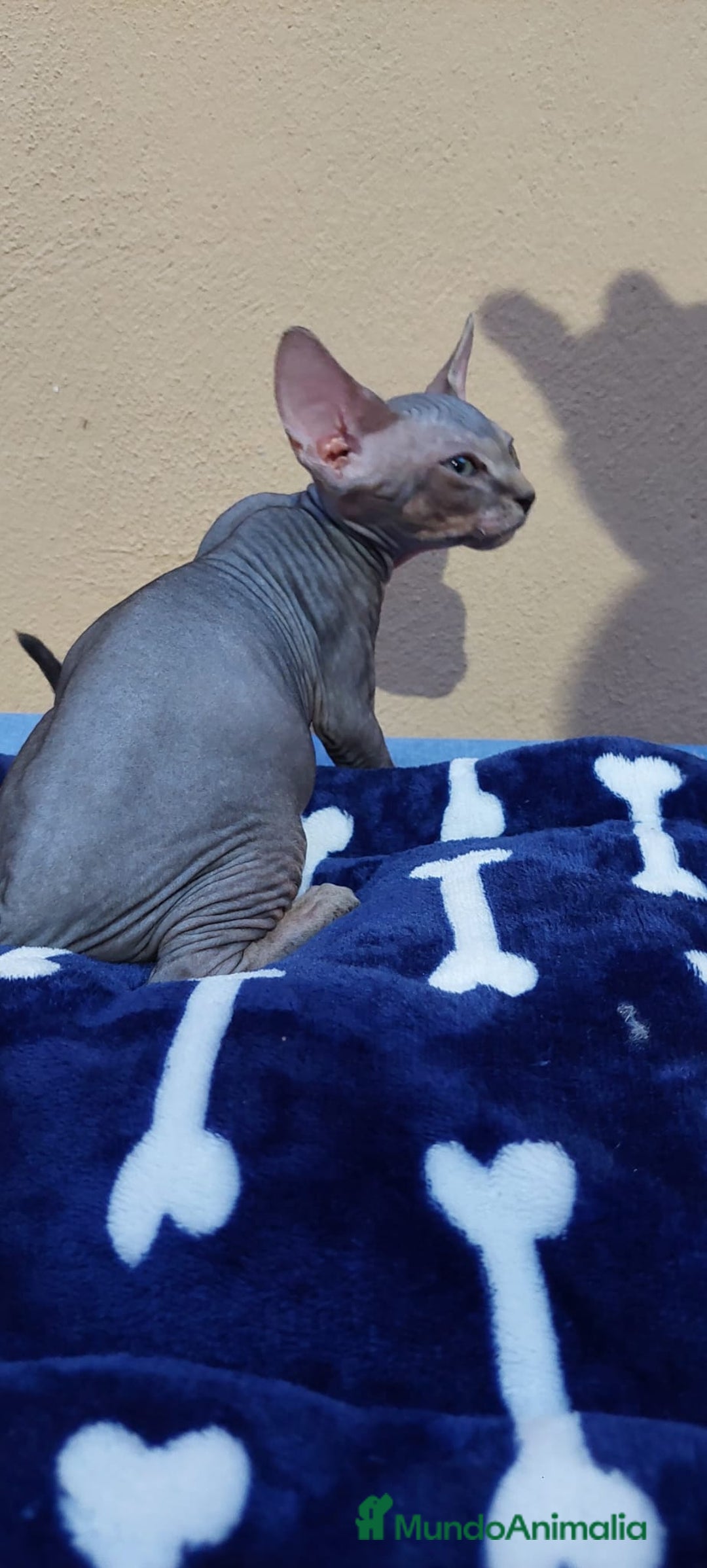 Sphynx gatos en venta: machito tabby  - Imagen 8