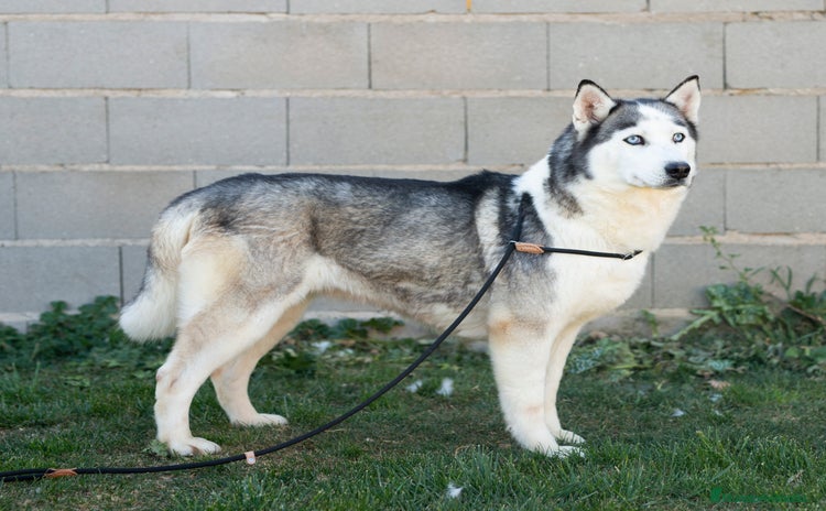 Husky Siberiano perros - Anuncio 1